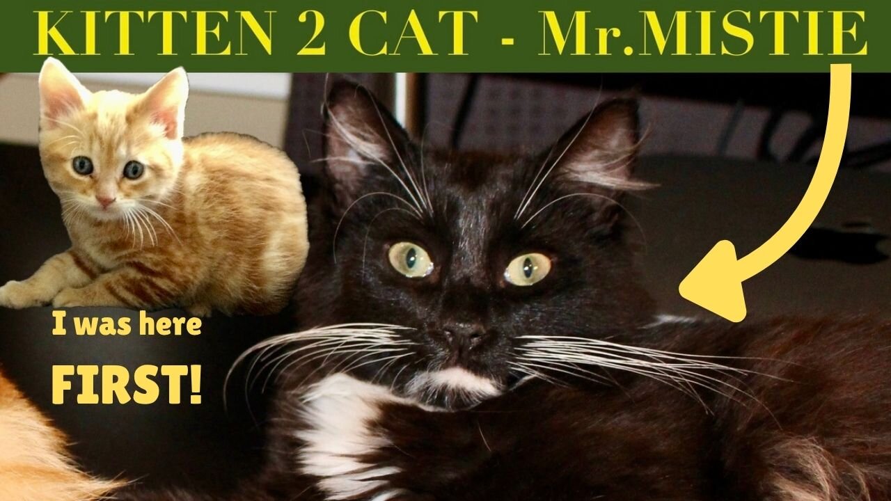 Why ADOPT a second CAT ?
