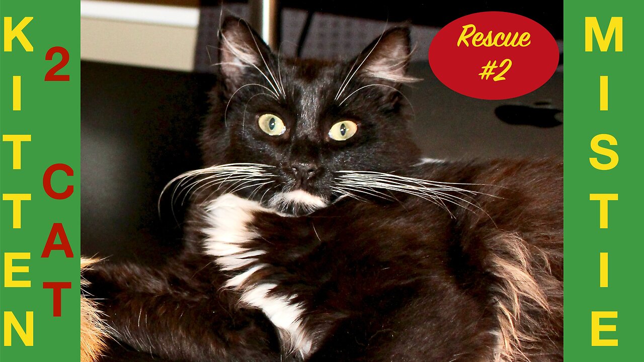 Why ADOPT a second CAT ?