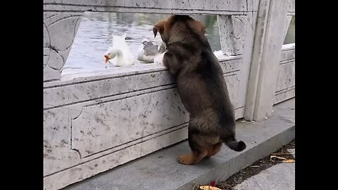 dog looking at anthurium clearing waves