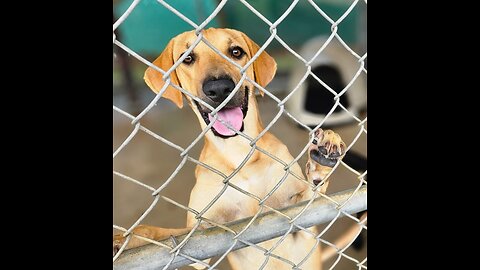 🐶There are at least 30 fee waived dogs