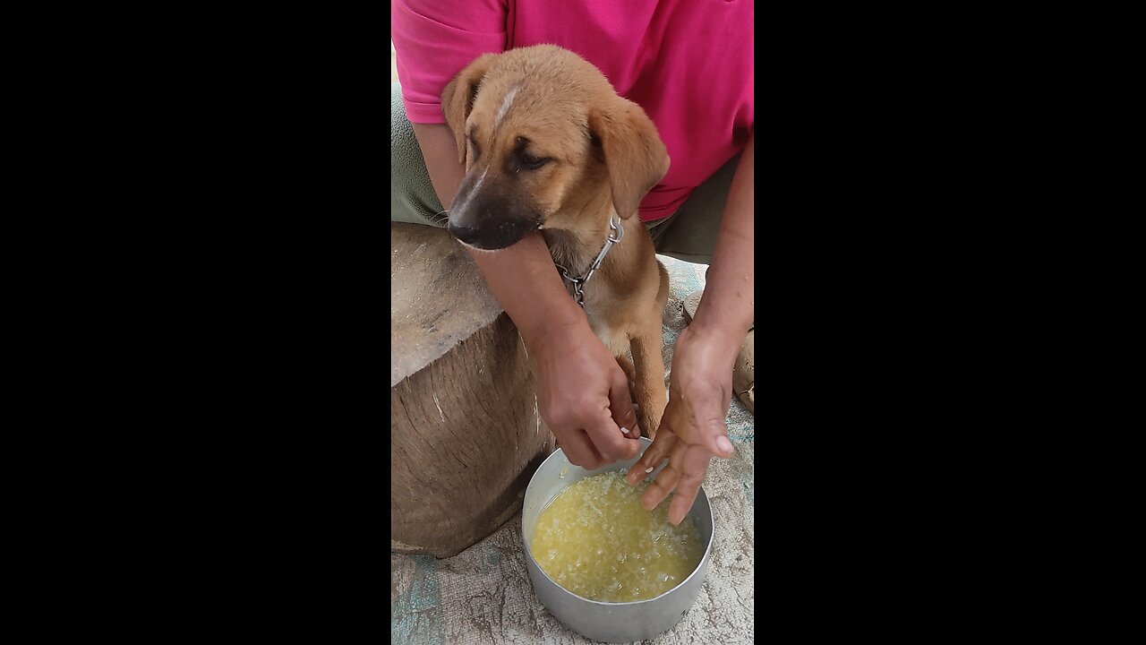 Tiny Puppy Tries Rice for the First Time – Heartwarming Moments!