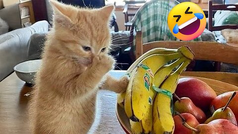 Unexpected Laugh with these Cats 😹 Best Funny Cat Videos 2024🤣