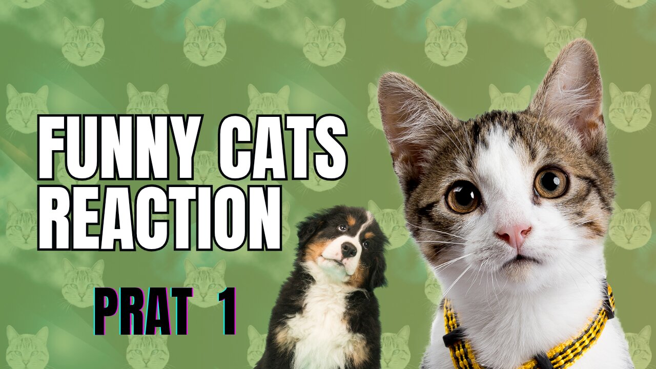 Fanny Cats reaction