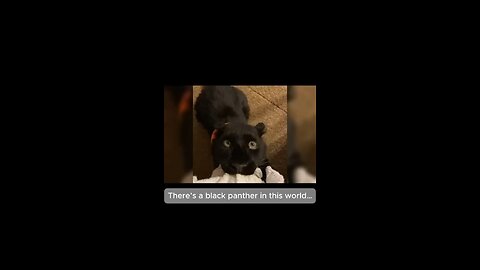 animal story