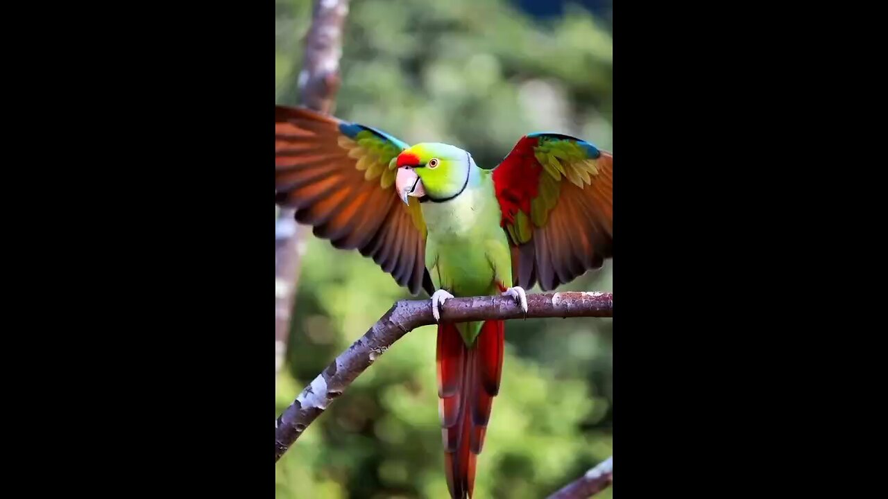 parrot 🐦🦜