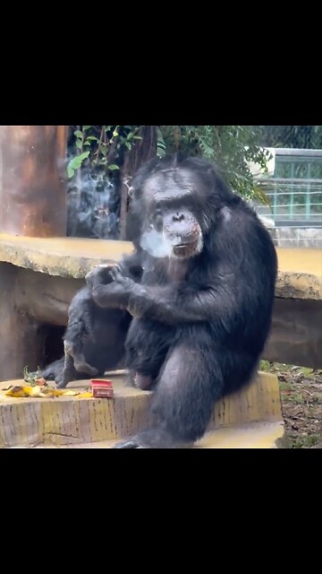 Pillan fumando a un chimpancé adicto pese a los esfuerzos por rehabilitarlo