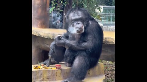 Pillan fumando a un chimpancé adicto pese a los esfuerzos por rehabilitarlo