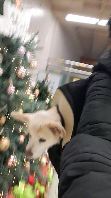 20251224. Jesus Christ Is KING. Amen.