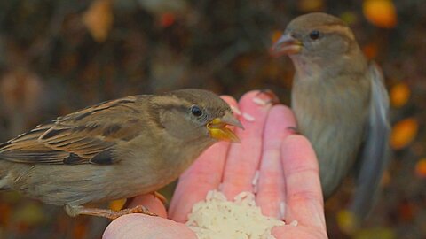 Hungry Female House Sparrows Having a Quick Snack