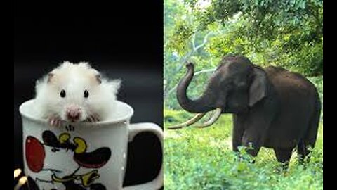 Are Elephants Really Scared of Mice ? Myth or Fact ?