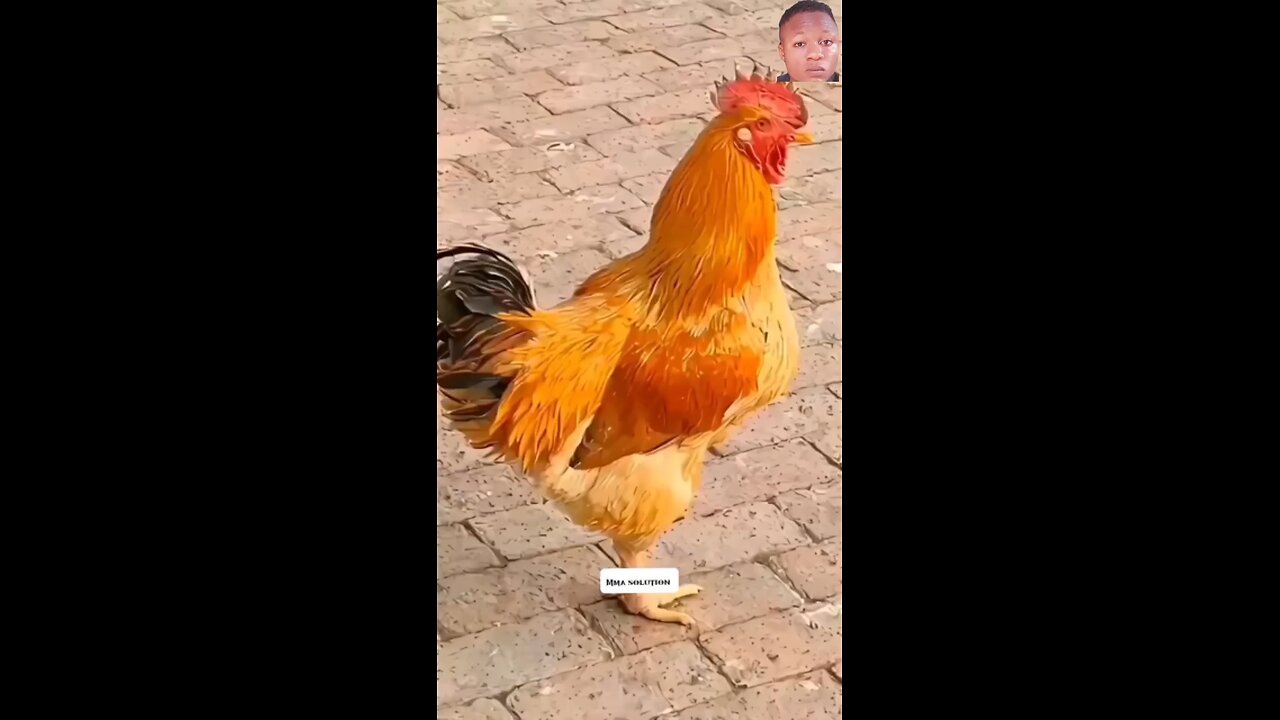 chicken