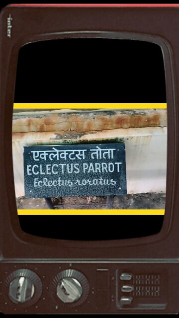 Eclectus Parrot — most colorful & intelligent parrots in the world! 🌎