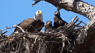 Bald Eagles Feeding Their Eaglets