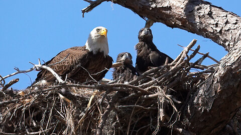 Bald Eagles Feeding Their Eaglets