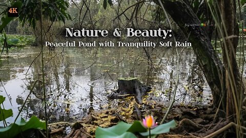 Nature & Beauty: 4kqulity Peaceful Pond with Tranquility Soft Rain Relaxing Video.