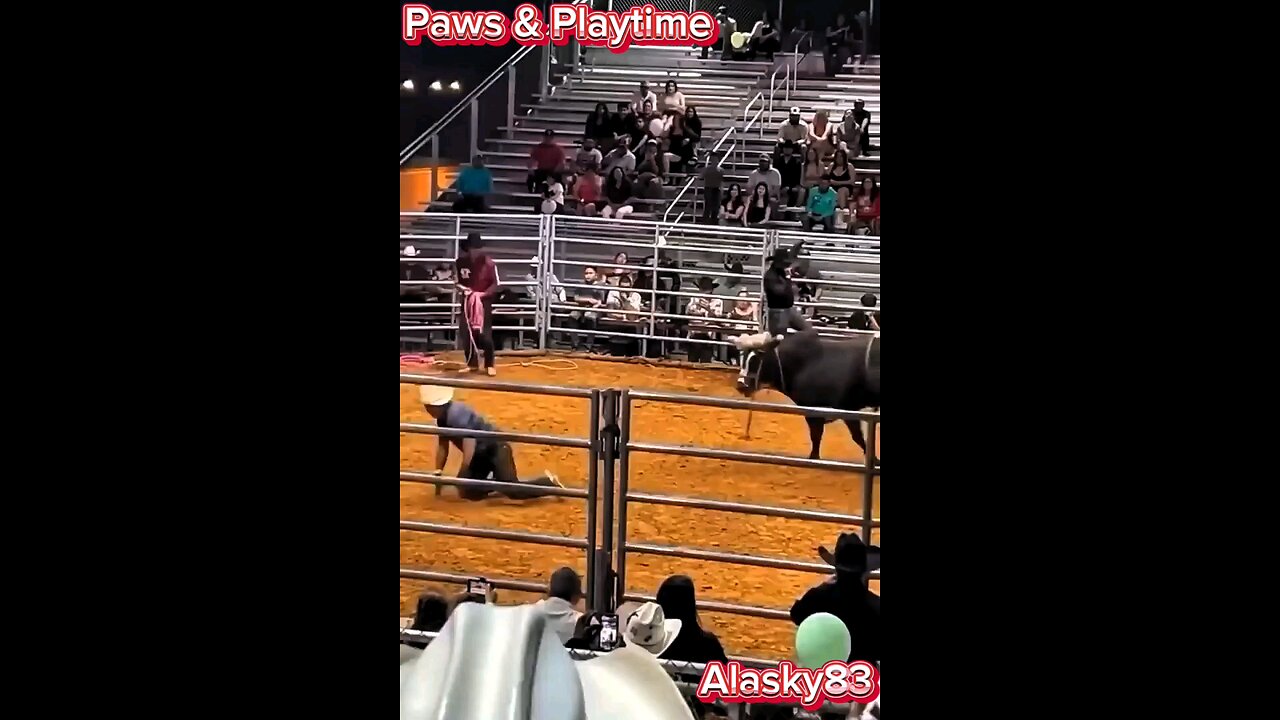 BULL CHARGES A MAN AND SENDS HIM FLYING😨😨😨😨