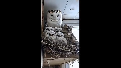 Love All Life Always #452 - Look Out! Animals Make The Best Subjects For Videos Being Themselves..