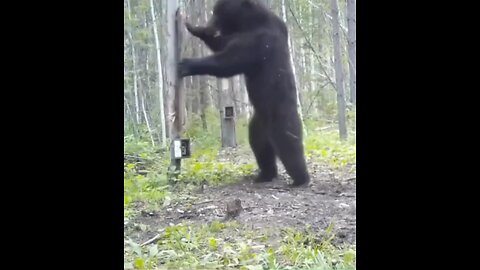Bear Meets Mirror for the First Time – Hilarious Reaction!" 🐻