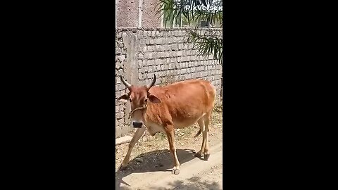 “This Cow Has Better Dance Moves Than Me 😂🐄