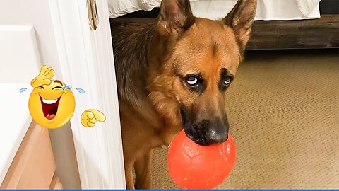Crazy Funny Dogs That Will Make You Laugh Nonstop | Dog Video 🐶🤣