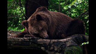 The sons of the great bear - Shash Yzh Biye
