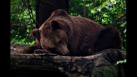 The sons of the great bear - Shash Yzh Biye