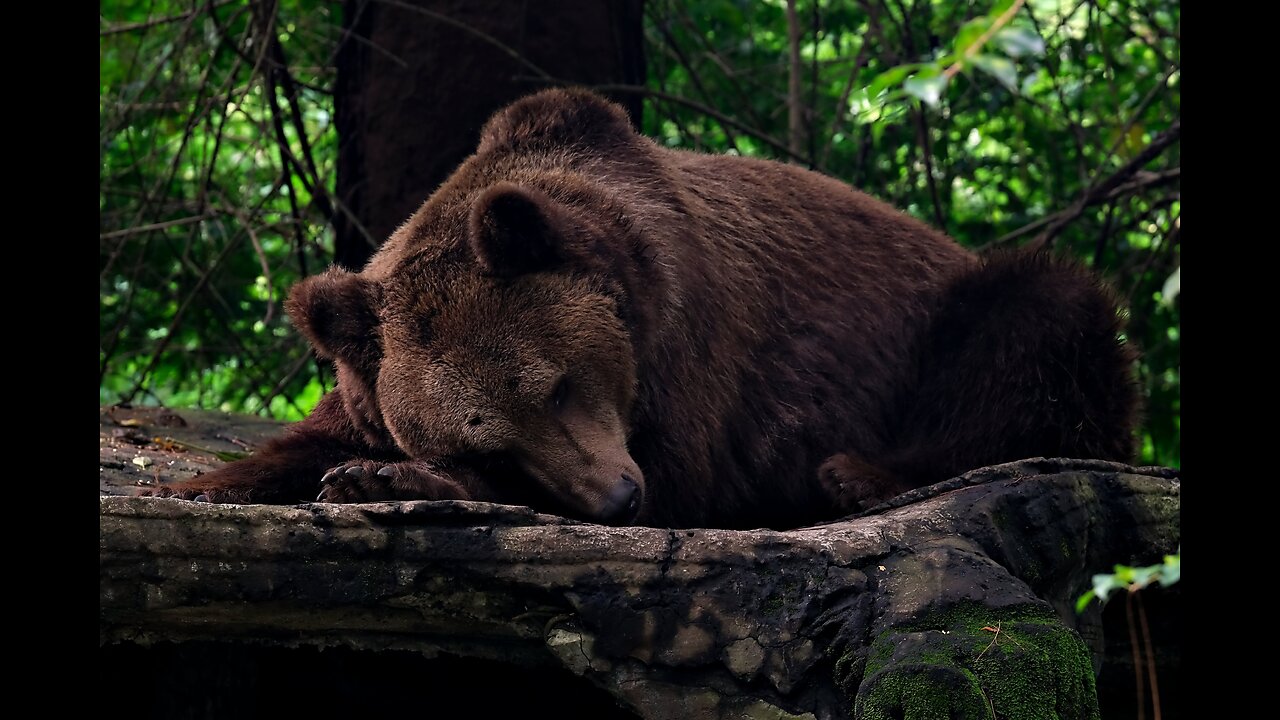 The sons of the great bear - Shash Yzh Biye