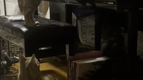 Orange Cat's Piano Composition