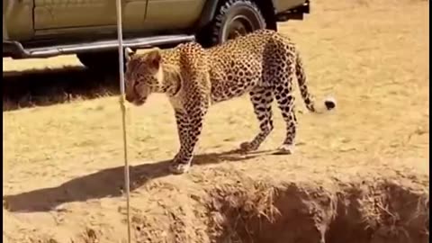 The Leopard Outsmarts the Trap