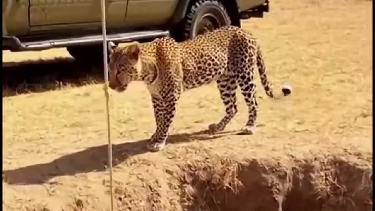 The Leopard Outsmarts the Trap