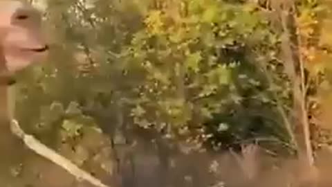 🐫🚧 Ukraine Russia War | Ukrainian Troops Assist in Various Ways | RCF