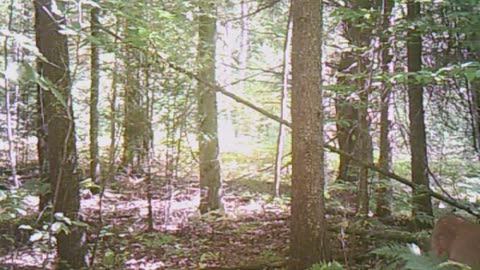 The glory of Michigan woods