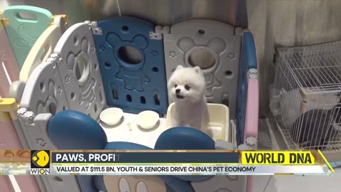China's Pet Boom: Bigger Than Ever