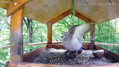 Disturbing behavior of the collared dove 🕊😁