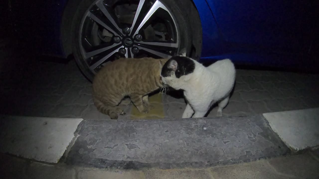 Homeless cats in Ras Al Khaimah, UAE: CHRIS MARTIN & EMINEM #cat #cats #ChrisMartin #Eminem #pets