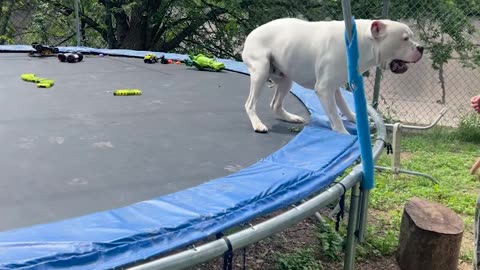 Dog Gets the Zoomies on a Trampoline