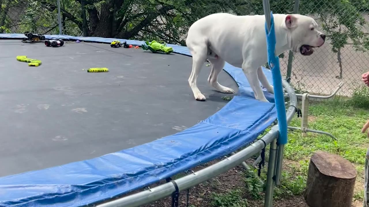 Dog Gets the Zoomies on a Trampoline
