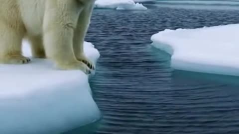 🐻‍❄️❄️ This Polar Bear Stood Alone in the Snow… And the Moment Felt Unreal ✨