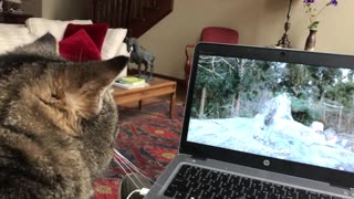 January 31, 2020 - Must See TV for Belle Bells The Cat