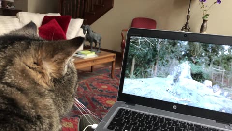 January 31, 2020 - Must See TV for Belle Bells The Cat