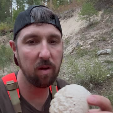 Identify a Puffball Mushroom