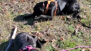 Puppies in the sunshine