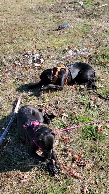Puppies in the sunshine