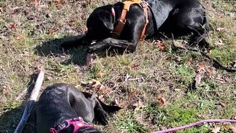 Puppies in the sunshine