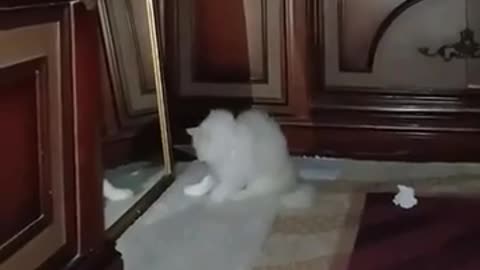 😂🏠 The House is Asleep, But This Dog is Wide Awake! | FunFM