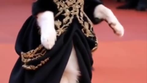 Cats are very beautiful