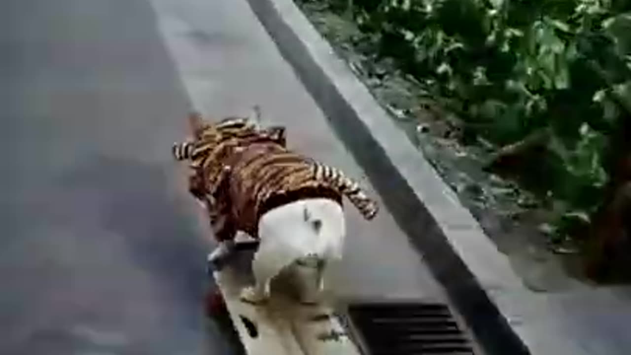 Funny animals and cats and dogs