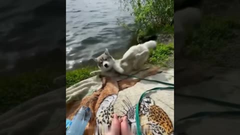 A selection of funny moments with animal #28