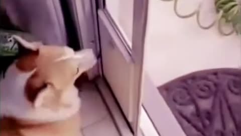 “Laugh Therapy 🤣 The Funniest Dog & Cat Clips Ever”