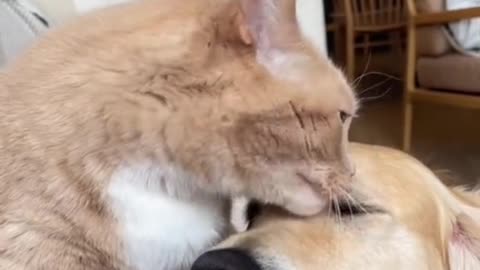 cute animals